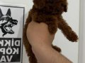3 aylık Toy Poodle 