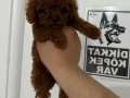 3 aylık Toy Poodle 