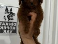 3 aylık Toy Poodle 