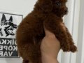 3 aylık Toy Poodle 