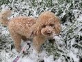 Ev Eğitimli Toy Poodle