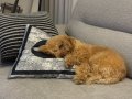 Ev Eğitimli Toy Poodle