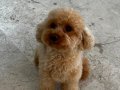 2 Yaşında Eğitimli Toy Poodle