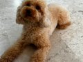 2 Yaşında Eğitimli Toy Poodle
