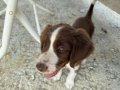 2 Aylık English Springer Spaniel Yavrusu