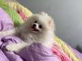 Pomarian boo ayı surat