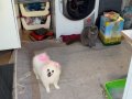 Pomarian boo ayı surat