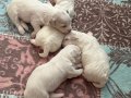 3 Haftalık yavrular ve anne 