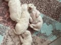 3 Haftalık yavrular ve anne 