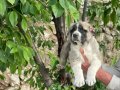 81 ile gün içinde gönderim var