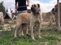 81 ile gönderim var