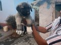 81 ile gönderim var 