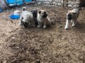 81 ile gönderim var bizden bilgi almadan kimseden almayın ..
