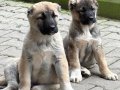 81 ile gönderim var bizden bilgi almadan kimseden almayın ..