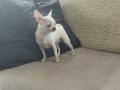 Kızım 7 Aylık Dişi Safkan Elma Kafa Küt burun Teacup 