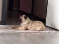 Erkek pug 1 yaşında