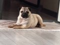 Erkek pug 1 yaşında