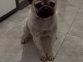Erkek pug 1 yaşında