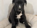 2.5 aylık dişi Cane Corso yavru