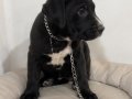 2.5 aylık dişi Cane Corso yavru