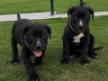 2 aylık Safkan CANE CORSO yavrular 