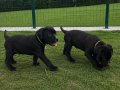2 aylık Safkan CANE CORSO yavrular 