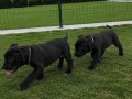 2 aylık Safkan CANE CORSO yavrular 