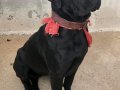 2 aylık Safkan CANE CORSO yavrular 