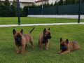 2 aylık A kalite Belçika malinosu yavrular