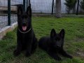 Solid Black A kalie Alman kurdu yavrular