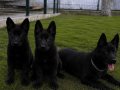 Solid Black A kalie Alman kurdu yavrular