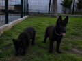 Solid Black A kalie Alman kurdu yavrular