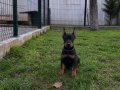 2 aylık A kalite Doberman yavru