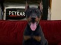 2 aylık A kalite Doberman yavru