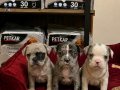 Egzotik Merle French buldog bebekler