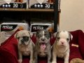 Egzotik Merle French buldog bebekler