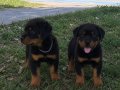 Estetikli Macar Rotweiller Bebekler
