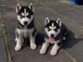 Safkan Sibirya kurdu husky yavrular