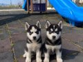 Safkan Sibirya kurdu husky yavrular
