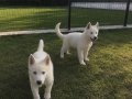 Safkan Sibirya kurdu husky yavrular
