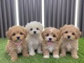 A kalite maltipoo bebekler 