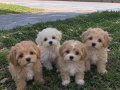 A kalite maltipoo bebekler 