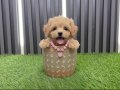 A kalite maltipoo bebekler 