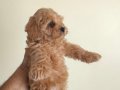 Toy Poodle