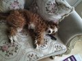 Maltipoo can aile dostu