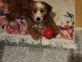 Maltipoo can aile dostu