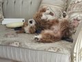 Maltipoo can aile dostu