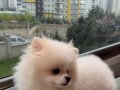 pomerinian boo