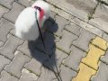 pomerinian boo