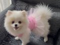 pomerinian boo